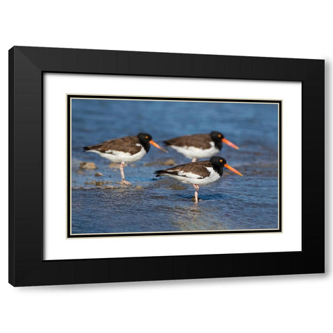 American oystercatcher on oyster reef Black Modern Wood Framed Art Print with Double Matting by Ditto, Larry