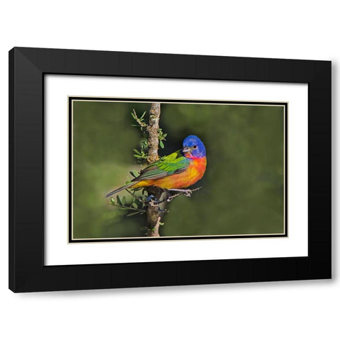 Painted bunting foraging in brush country near the Rio Grande- Texas. Black Modern Wood Framed Art Print with Double Matting by Ditto, Larry