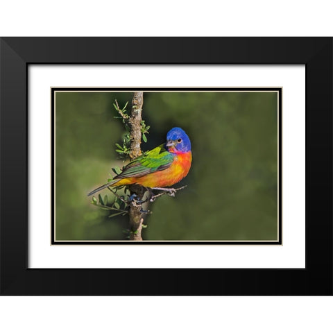Painted bunting foraging in brush country near the Rio Grande- Texas. Black Modern Wood Framed Art Print with Double Matting by Ditto, Larry
