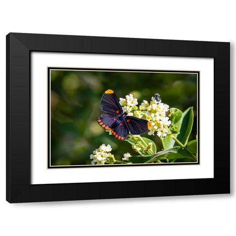 Red-bordered pixie butterfly - National Butterfly Center- Mission- Texas. Black Modern Wood Framed Art Print with Double Matting by Ditto, Larry