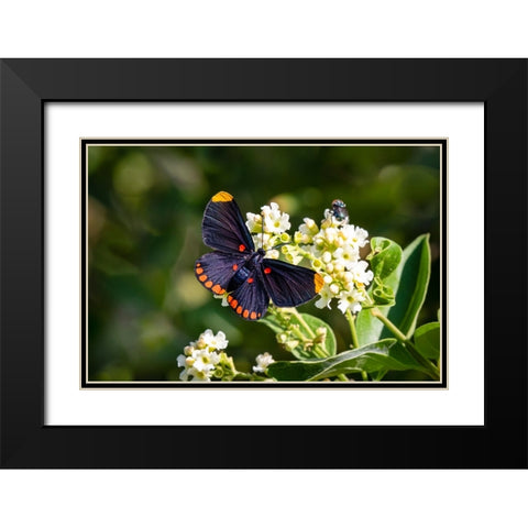 Red-bordered pixie butterfly - National Butterfly Center- Mission- Texas. Black Modern Wood Framed Art Print with Double Matting by Ditto, Larry