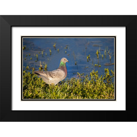 Rock dove drinking Black Modern Wood Framed Art Print with Double Matting by Ditto, Larry