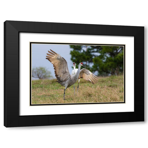 Whooping crane chasing Sandhill crane- Texas coast Black Modern Wood Framed Art Print with Double Matting by Ditto, Larry