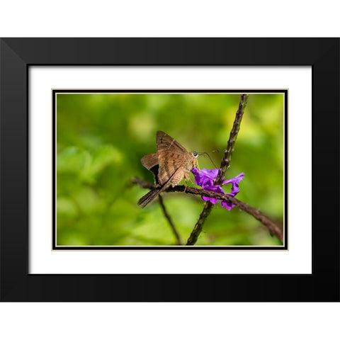 Teleus longtail butterfly nectaring in flower garden Black Modern Wood Framed Art Print with Double Matting by Ditto, Larry