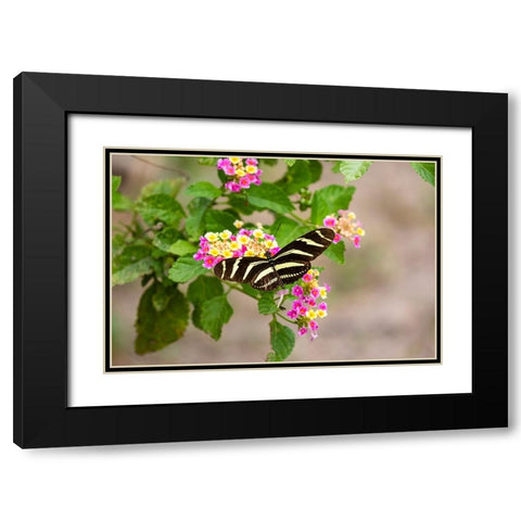 Zebra Heliconian feeding Black Modern Wood Framed Art Print with Double Matting by Ditto, Larry