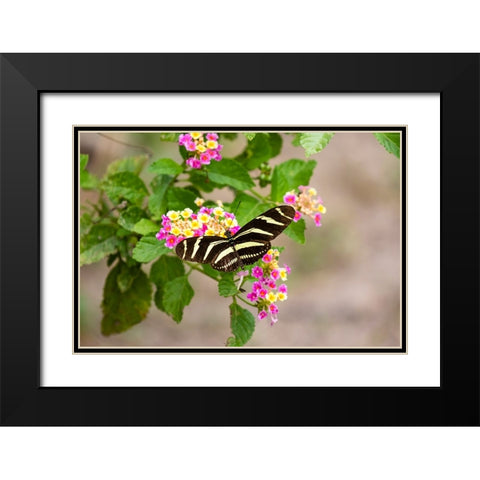 Zebra Heliconian feeding Black Modern Wood Framed Art Print with Double Matting by Ditto, Larry