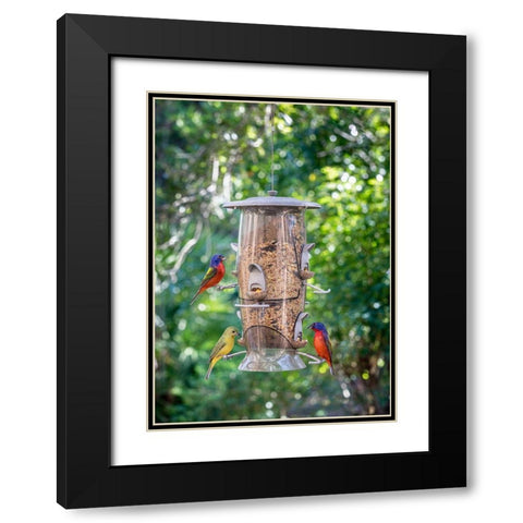 Beautiful painted buntings-male and female on backyard feeder seen from window Black Modern Wood Framed Art Print with Double Matting by Richardson, Larry
