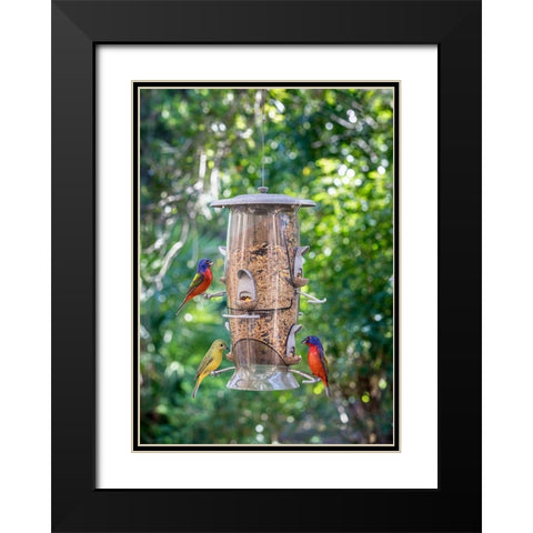 Beautiful painted buntings-male and female on backyard feeder seen from window Black Modern Wood Framed Art Print with Double Matting by Richardson, Larry