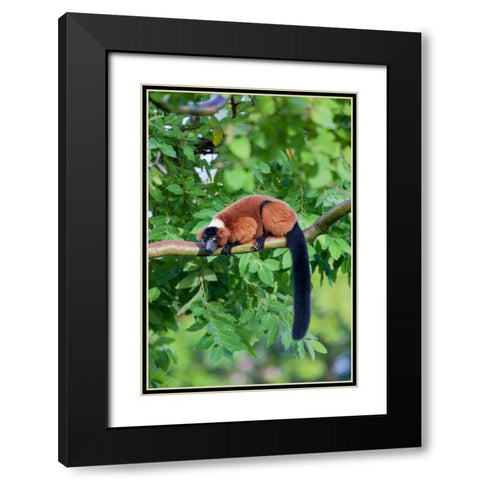 Red-ruffed lemur seeks refuge in a tree Black Modern Wood Framed Art Print with Double Matting by Richardson, Larry