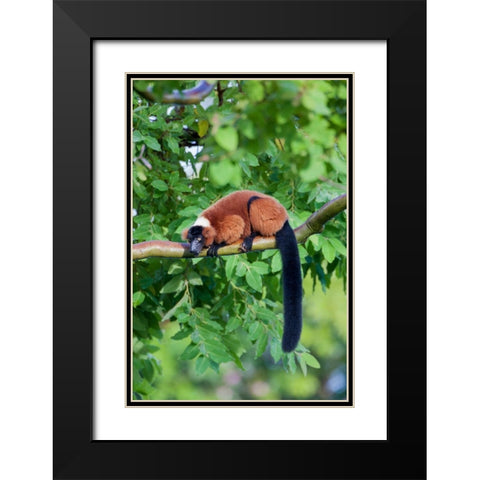 Red-ruffed lemur seeks refuge in a tree Black Modern Wood Framed Art Print with Double Matting by Richardson, Larry