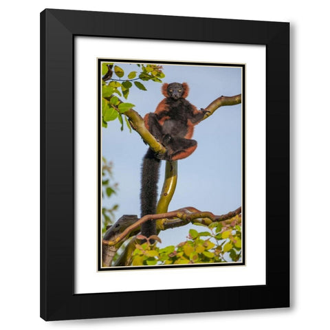 Red-ruffed lemurs relax in a tree Black Modern Wood Framed Art Print with Double Matting by Richardson, Larry