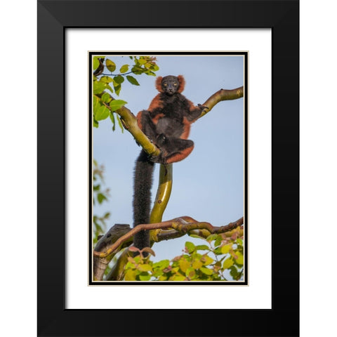 Red-ruffed lemurs relax in a tree Black Modern Wood Framed Art Print with Double Matting by Richardson, Larry