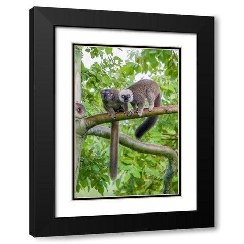 Arboreal white-fronted brown lemurs take refuge in a tree Black Modern Wood Framed Art Print with Double Matting by Richardson, Larry