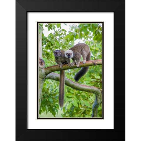 Arboreal white-fronted brown lemurs take refuge in a tree Black Modern Wood Framed Art Print with Double Matting by Richardson, Larry