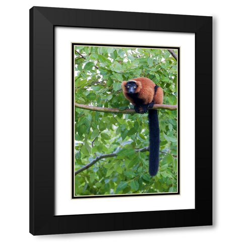 Red-ruffed lemur seeks refuge in a tree Black Modern Wood Framed Art Print with Double Matting by Richardson, Larry