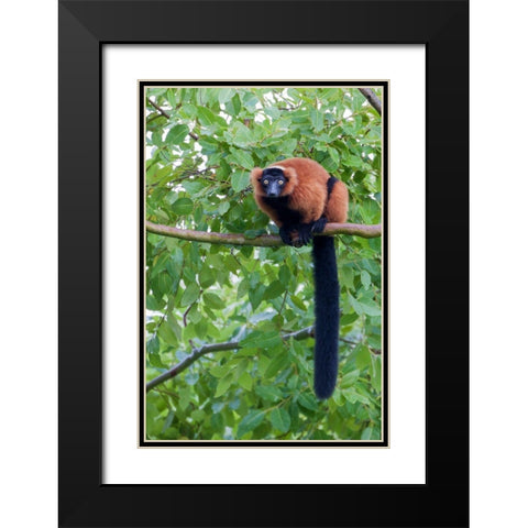 Red-ruffed lemur seeks refuge in a tree Black Modern Wood Framed Art Print with Double Matting by Richardson, Larry