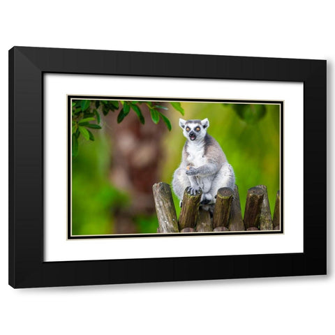 A ring-tailed lemur squats atop a hut-eating Black Modern Wood Framed Art Print with Double Matting by Richardson, Larry