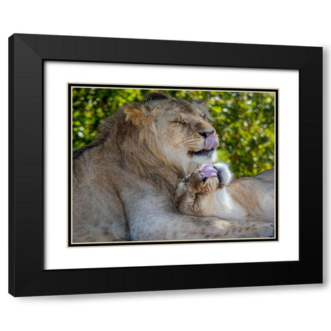 Two young lions trade licks at a local zoo Black Modern Wood Framed Art Print with Double Matting by Richardson, Larry