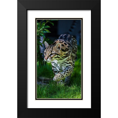 An ocelot at a local zoo Black Modern Wood Framed Art Print with Double Matting by Richardson, Larry