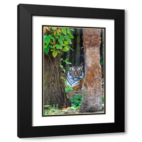 A Malayan tiger maintains a restful vigil Black Modern Wood Framed Art Print with Double Matting by Richardson, Larry