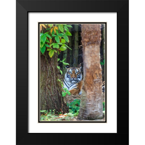 A Malayan tiger maintains a restful vigil Black Modern Wood Framed Art Print with Double Matting by Richardson, Larry