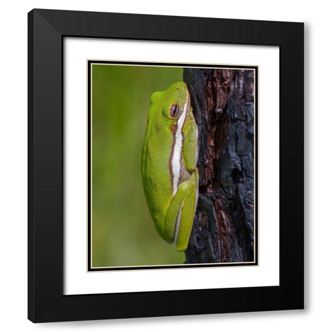 A green treefrog takes refuge among the furrows of bark of a slash pine tree in southern-Florida Black Modern Wood Framed Art Print with Double Matting by Richardson, Larry