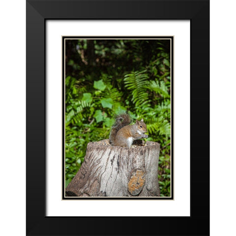 A grey squirrel feeds on bird seeds cached on a tree stump Black Modern Wood Framed Art Print with Double Matting by Richardson, Larry