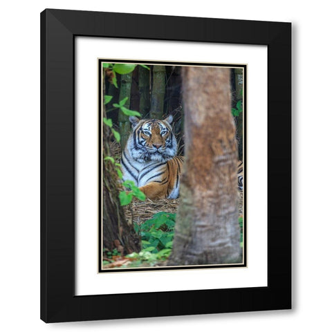 A Malayan tiger maintains a restful vigil Black Modern Wood Framed Art Print with Double Matting by Richardson, Larry