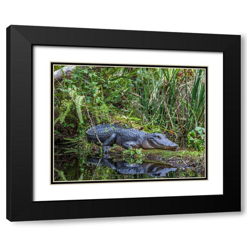An alligator rests on a floating log in a swamp Black Modern Wood Framed Art Print with Double Matting by Richardson, Larry