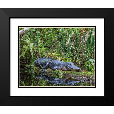 An alligator rests on a floating log in a swamp Black Modern Wood Framed Art Print with Double Matting by Richardson, Larry