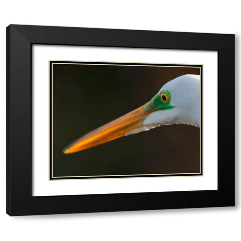 Bright green lores identify a great egret in breeding plumage Black Modern Wood Framed Art Print with Double Matting by Richardson, Larry