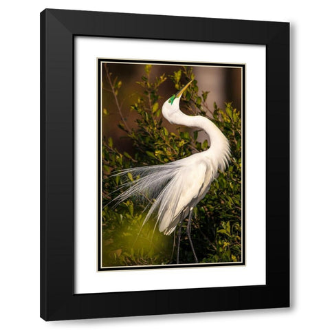 A great egret performs a breeding display at a rookery in southwest Florida Black Modern Wood Framed Art Print with Double Matting by Richardson, Larry