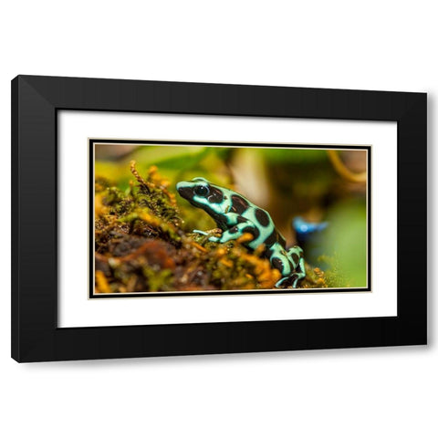 Poison dart frogs are highly poisonous Black Modern Wood Framed Art Print with Double Matting by Richardson, Larry