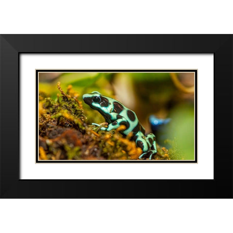 Poison dart frogs are highly poisonous Black Modern Wood Framed Art Print with Double Matting by Richardson, Larry