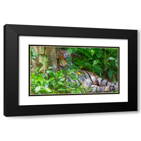A Malayan tiger maintains a restful vigil Black Modern Wood Framed Art Print with Double Matting by Richardson, Larry