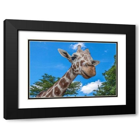 A reticulated giraffes height gives it a downward glance Black Modern Wood Framed Art Print with Double Matting by Richardson, Larry