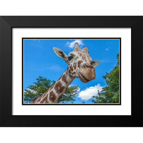 A reticulated giraffes height gives it a downward glance Black Modern Wood Framed Art Print with Double Matting by Richardson, Larry