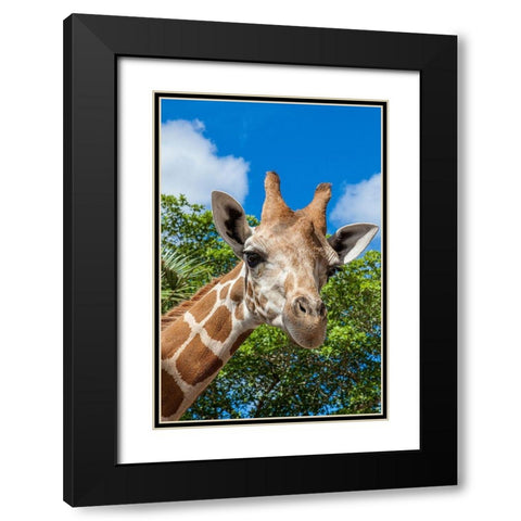 A reticulated giraffes height gives it a downward glance Black Modern Wood Framed Art Print with Double Matting by Richardson, Larry