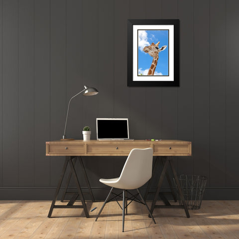 A reticulated giraffes height gives it a downward glance Black Modern Wood Framed Art Print with Double Matting by Richardson, Larry