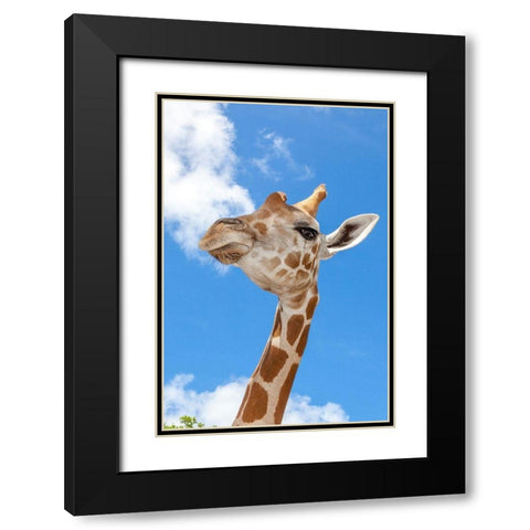 A reticulated giraffes height gives it a downward glance Black Modern Wood Framed Art Print with Double Matting by Richardson, Larry