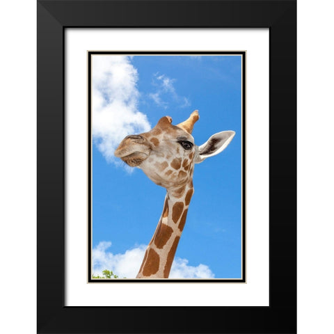 A reticulated giraffes height gives it a downward glance Black Modern Wood Framed Art Print with Double Matting by Richardson, Larry