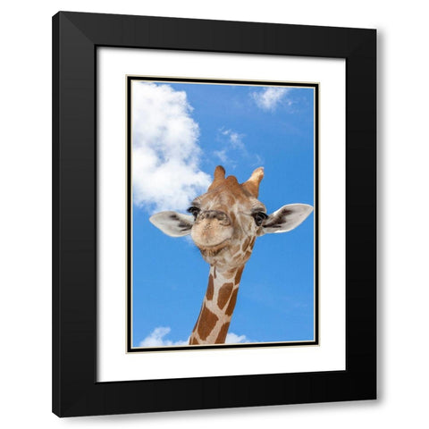 A reticulated giraffes height gives it a downward glance Black Modern Wood Framed Art Print with Double Matting by Richardson, Larry