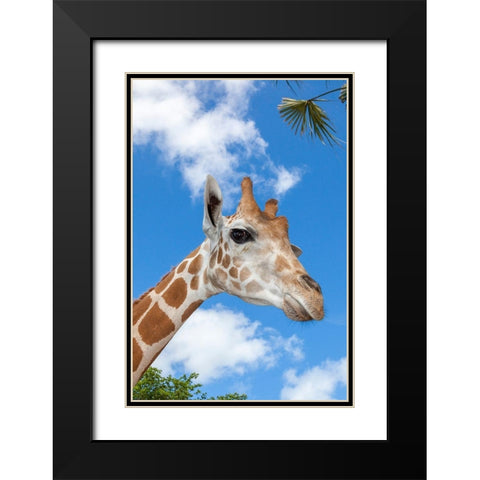 A reticulated giraffes height gives it a downward glance Black Modern Wood Framed Art Print with Double Matting by Richardson, Larry