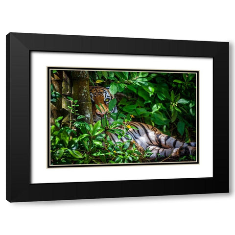 A Malayan tiger maintains a restful vigil Black Modern Wood Framed Art Print with Double Matting by Richardson, Larry