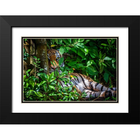 A Malayan tiger maintains a restful vigil Black Modern Wood Framed Art Print with Double Matting by Richardson, Larry