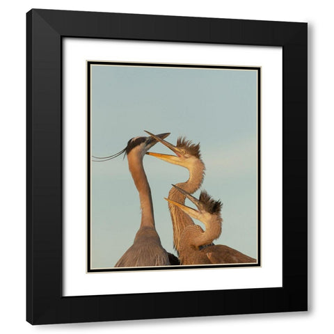 Great blue heron and chick waiting to be fed Black Modern Wood Framed Art Print with Double Matting by Pryor, Maresa