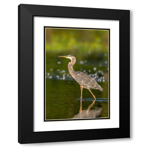Great Blue Heron-Ardea Herodias-feeding in wetland Marion County-Illinois Black Modern Wood Framed Art Print with Double Matting by Day, Richard and Susan