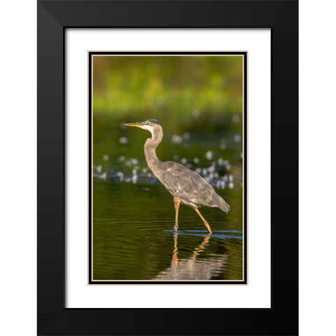 Great Blue Heron-Ardea Herodias-feeding in wetland Marion County-Illinois Black Modern Wood Framed Art Print with Double Matting by Day, Richard and Susan