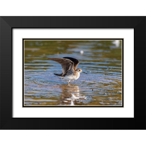 Solitary Sandpiper-Tringa solitaria-bathing in wetland Marion County-Illinois Black Modern Wood Framed Art Print with Double Matting by Day, Richard and Susan