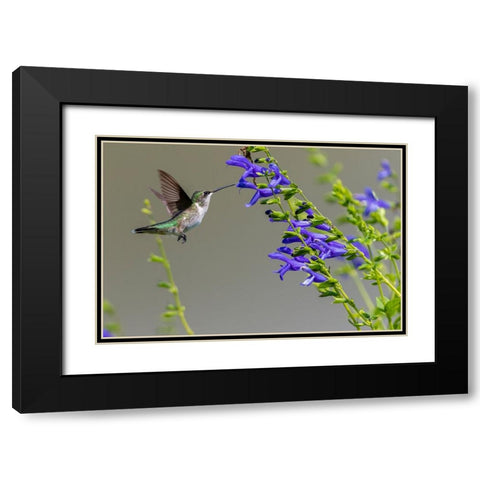 Ruby-throated Hummingbird-Archilochus colubris-at Blue Ensign Salvia-Salvia guaranitica-Marion Coun Black Modern Wood Framed Art Print with Double Matting by Day, Richard and Susan